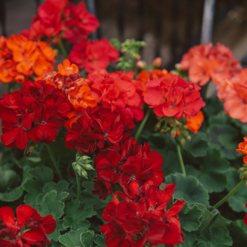 Vibrant red and orange geraniums bloom amidst lush green leaves, creating a lively and cheerful garden scene bathed in natural light.