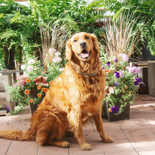 A cheerful golden retriever sits on a patio surrounded by colorful flowers and lush greenery, exuding a warm and happy atmosphere.