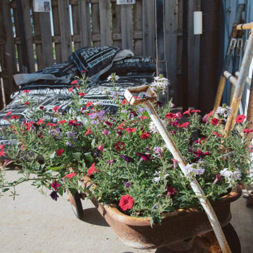 A rustic wheelbarrow overflowing with vibrant red, purple, and white flowers sits in a sunny garden shed, evoking a sense of lively charm and growth.