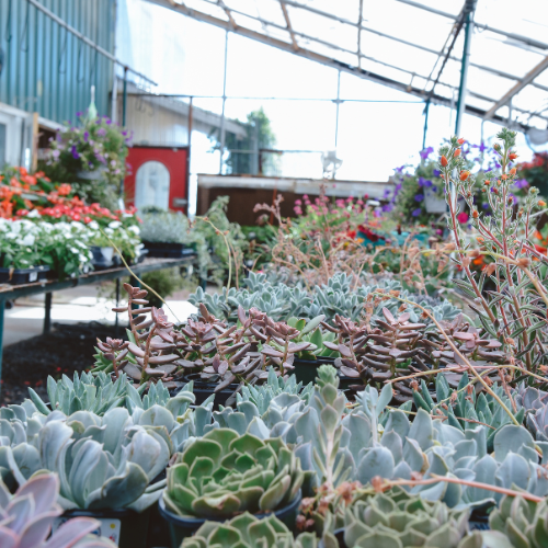 A bright greenhouse filled with diverse potted succulents and colorful flowers. Sunlight streams through the glass roof, creating a serene atmosphere.