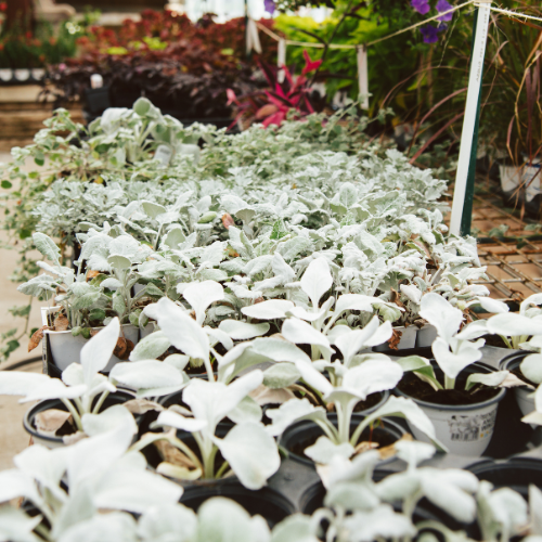 Rows of potted plants with soft, silvery-white leaves are displayed in a greenhouse. Bright, colorful foliage is visible in the background.