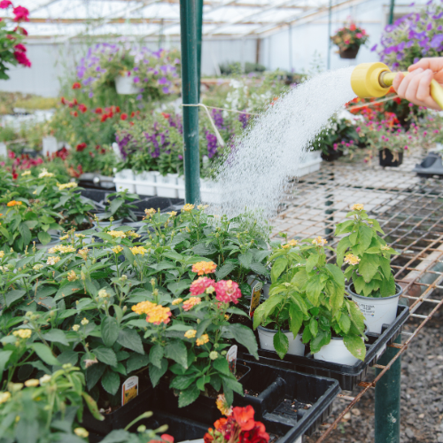 A person waters vibrant flowering plants on metal shelves in a greenhouse, creating a nurturing, serene atmosphere with colorful blooms in the background.