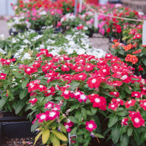 Vibrant garden scene with rows of blooming flowers in red, white, and orange hues. Lush green leaves provide a fresh, lively backdrop.