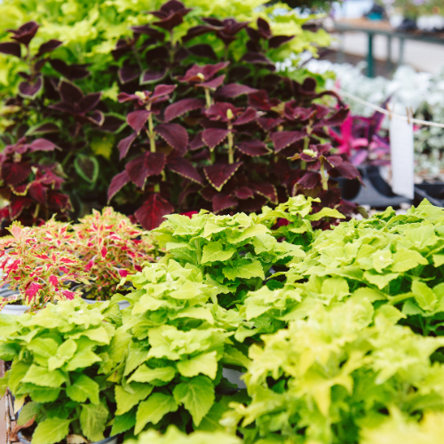 Bright green and burgundy coleus plants are displayed in a garden center. The lush foliage shows various textures and hues under soft lighting.
