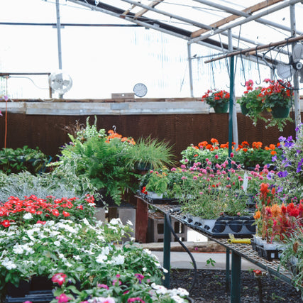 Lawn & Garden SuppliesA greenhouse filled with vibrant flowers and lush greenery in pots and hanging baskets. Bright reds, purples, and greens create a lively, cheerful atmosphere.