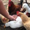 Buffalo Tools Dried Mealworms for Chickens, Wild Birds, Ducks